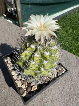 Preview: Neochilenia duripulpa